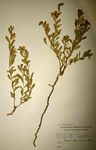 Polygala senensis var. senensis
