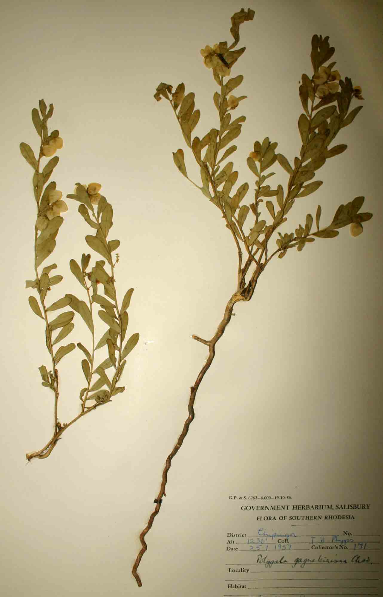 Polygala senensis var. senensis