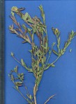 Polygala senensis var. senensis