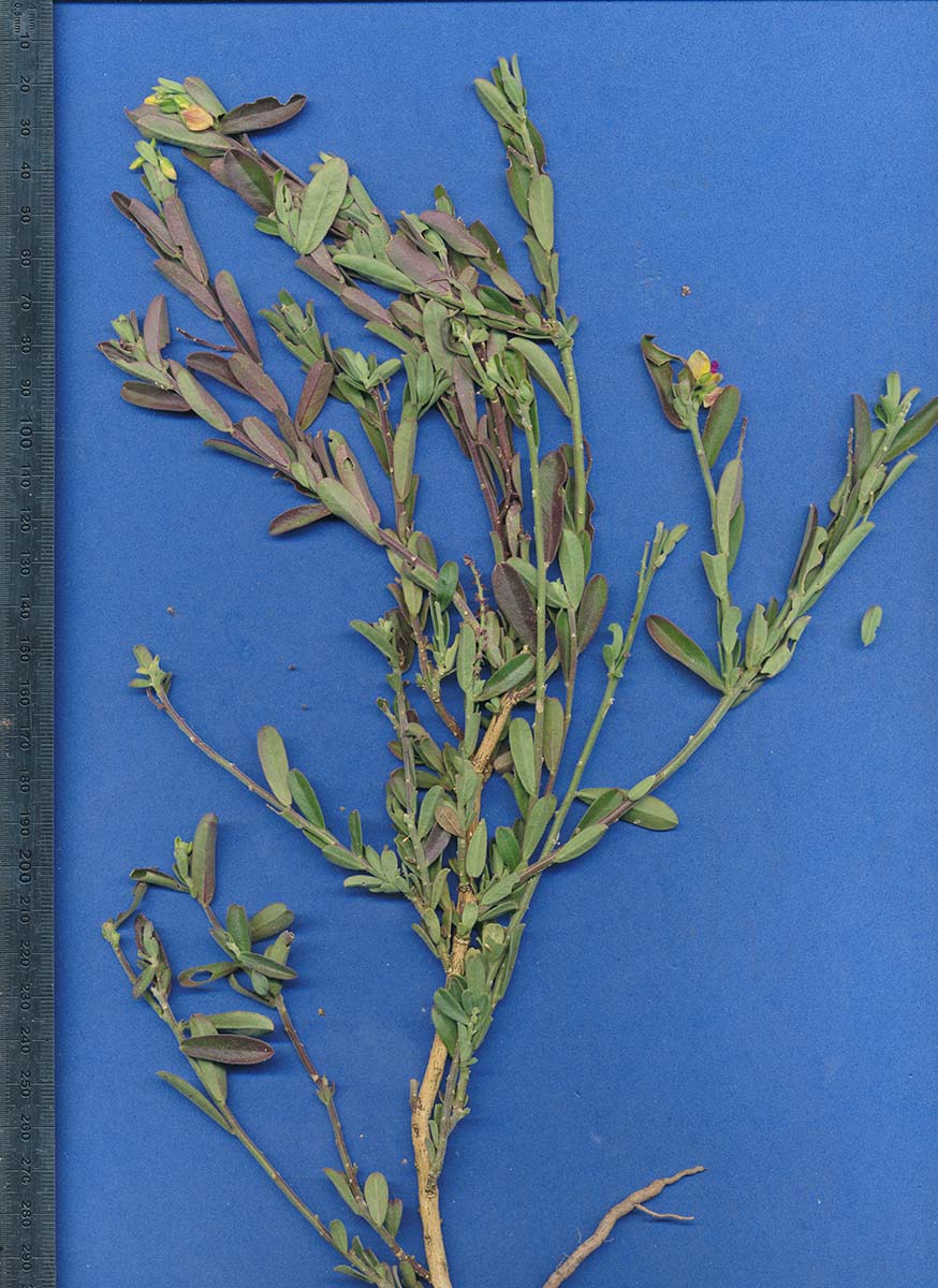 Polygala senensis var. senensis