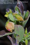 Polygala senensis var. senensis
