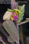 Polygala senensis var. senensis