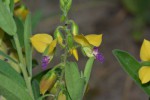 Polygala senensis var. senensis