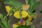 Polygala senensis var. senensis