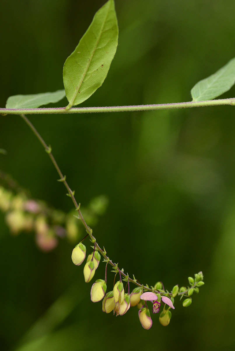 Polygala sphenoptera