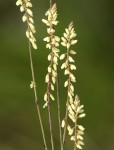 Polygala spicata