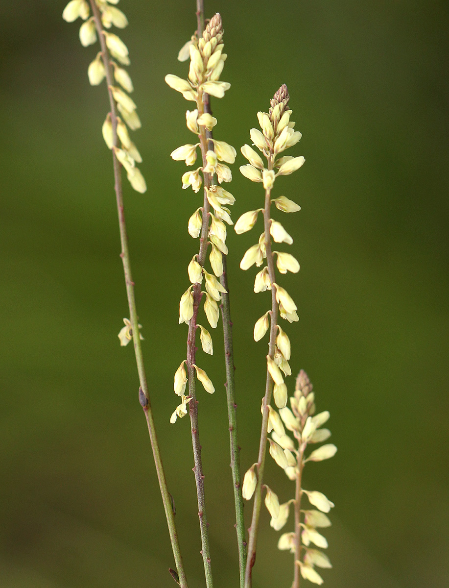 Polygala spicata