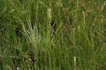 Polygala spicata