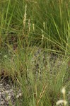 Polygala spicata