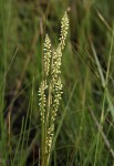 Polygala spicata