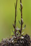 Polygala spicata