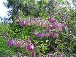 Polygala virgata var. decora
