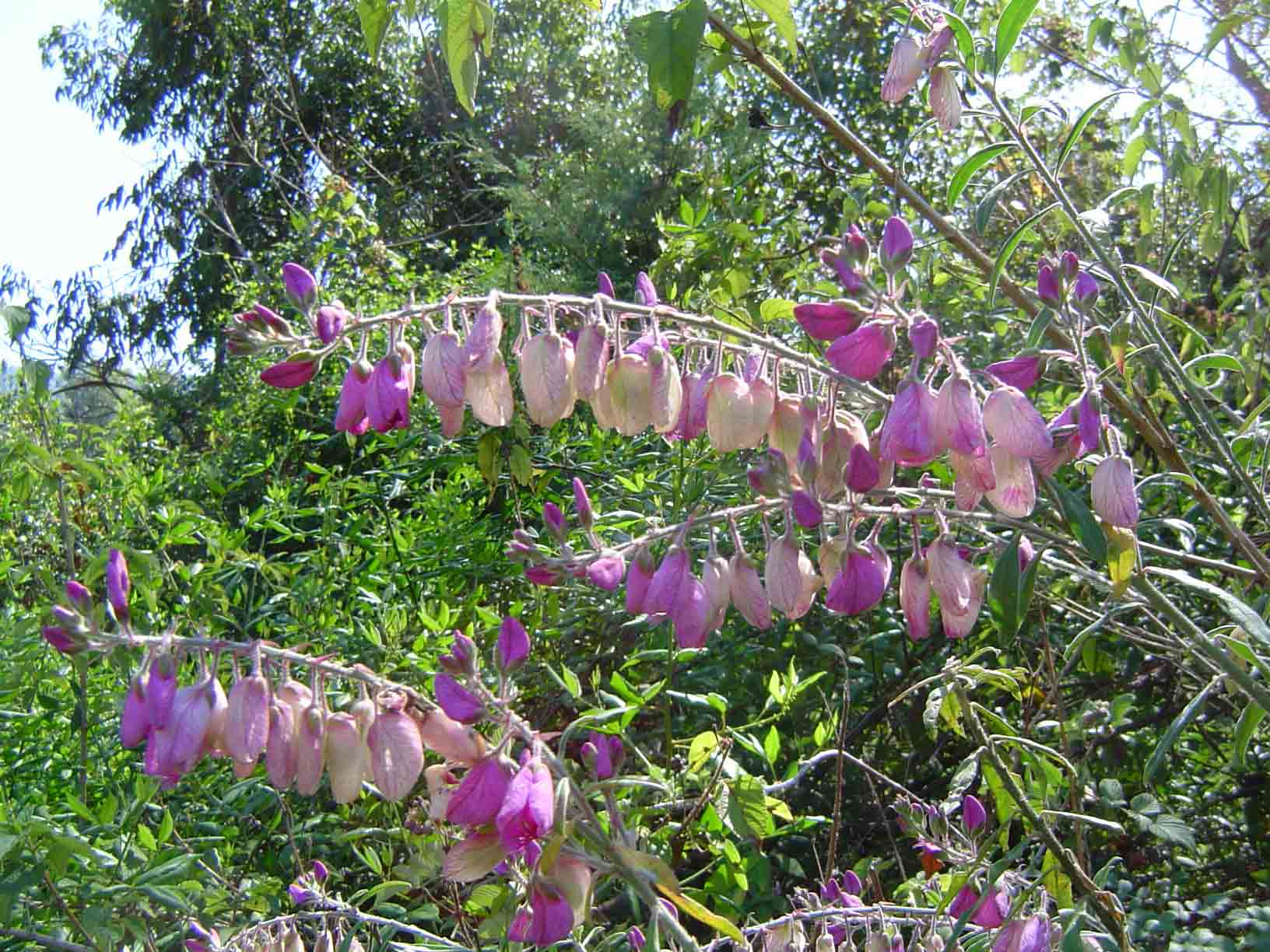 Polygala virgata var. decora