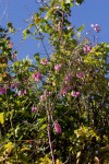 Polygala virgata var. decora