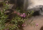 Polygala virgata var. decora