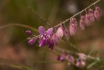 Polygala virgata var. decora