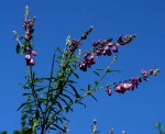 Polygala virgata var. decora