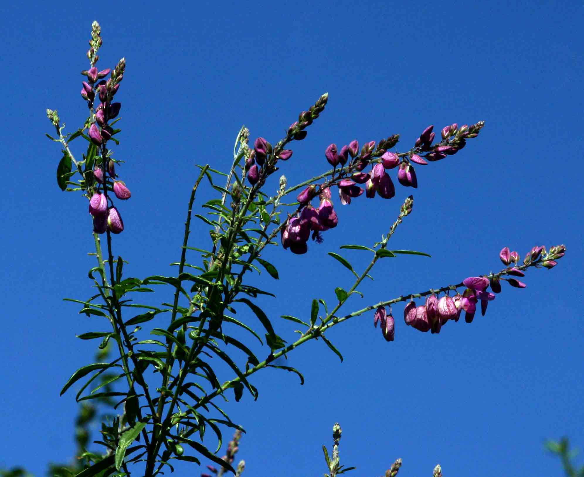 Polygala virgata var. decora