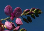Polygala virgata var. decora