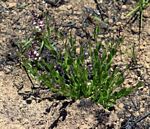 Polygala wilmsii