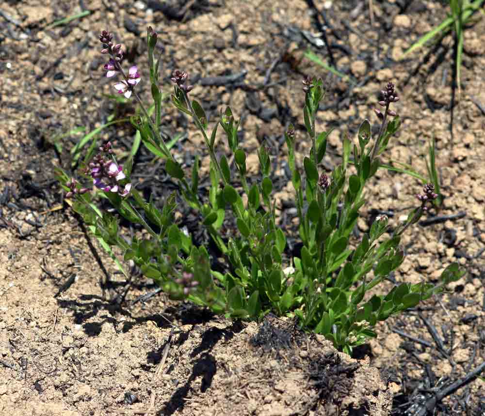Polygala wilmsii