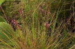 Polygala wilmsii