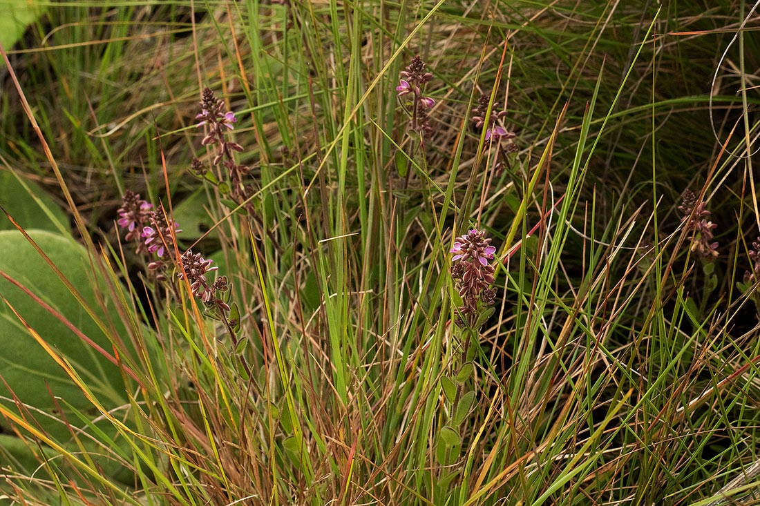 Polygala wilmsii