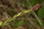 Polygala wilmsii