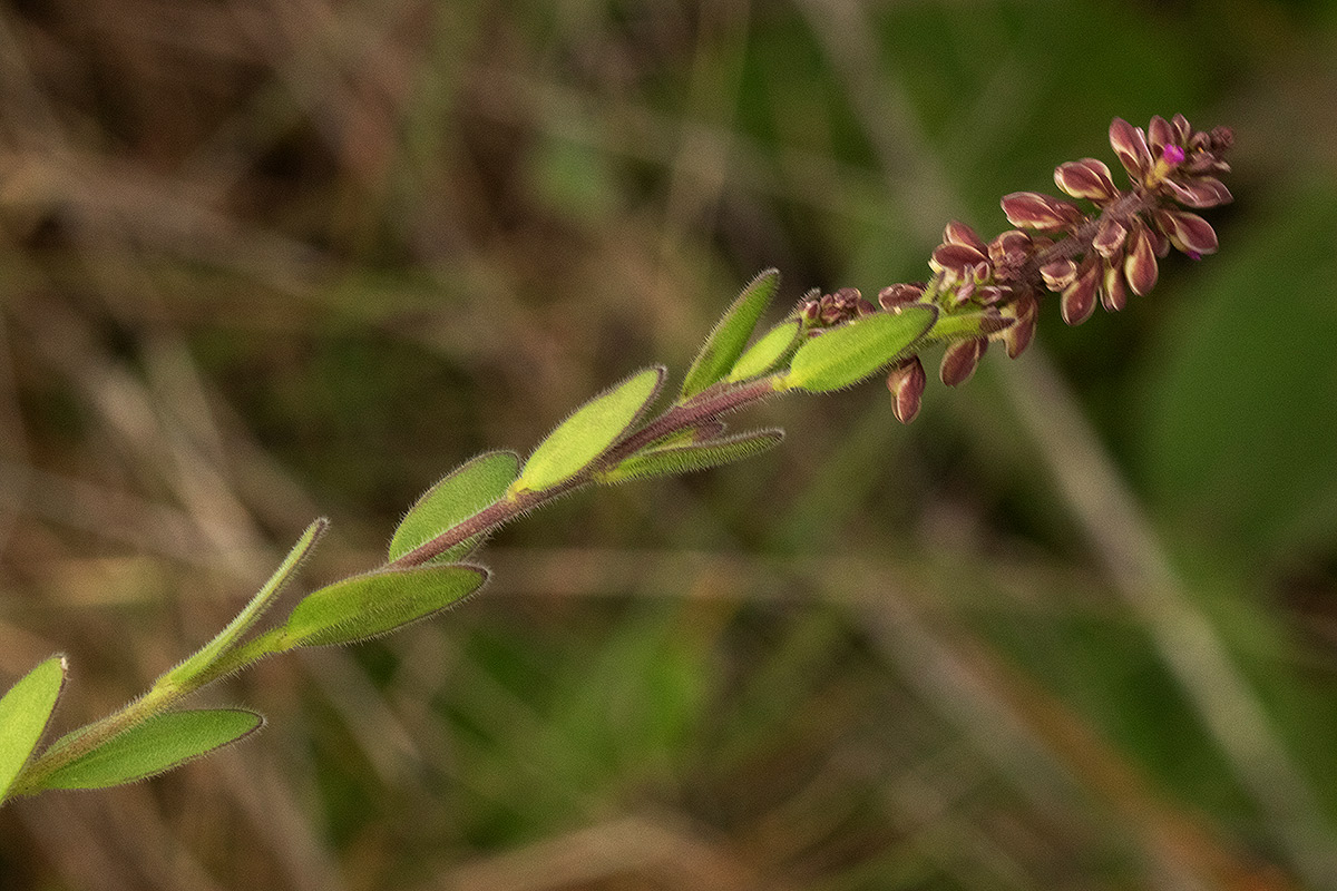 Polygala wilmsii