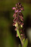 Polygala wilmsii