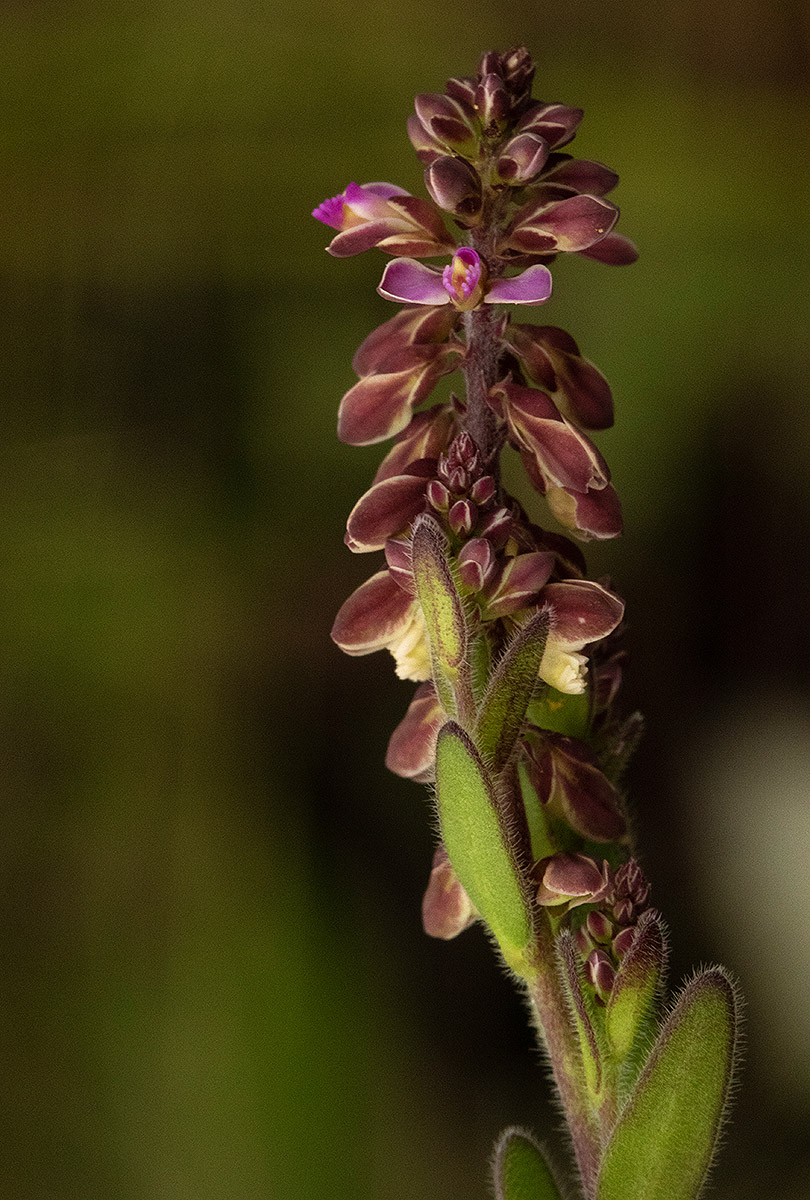 Polygala wilmsii