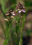 Polygala wilmsii