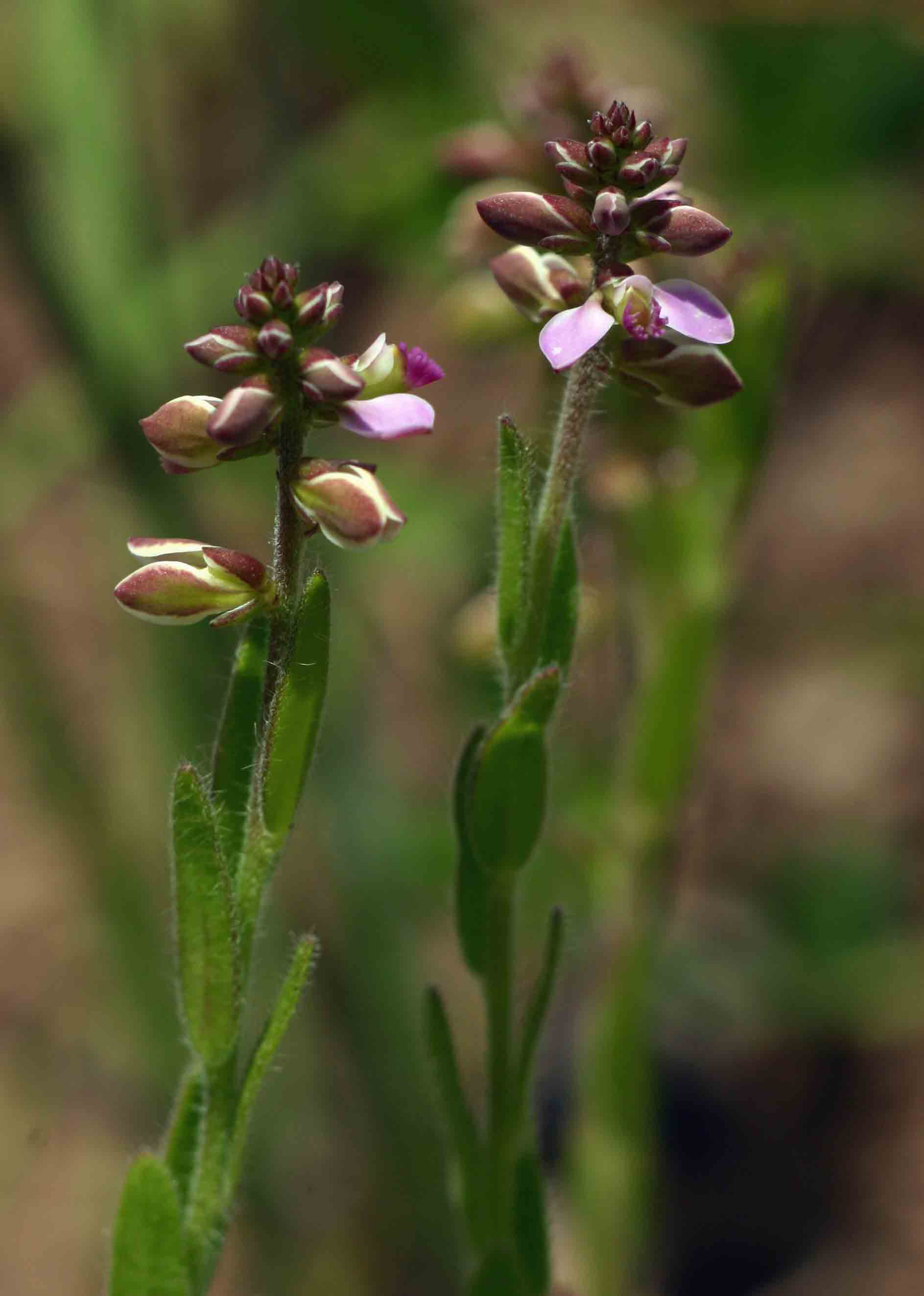 Polygala wilmsii