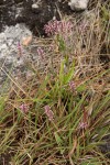 Polygala wilmsii