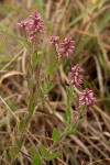 Polygala wilmsii