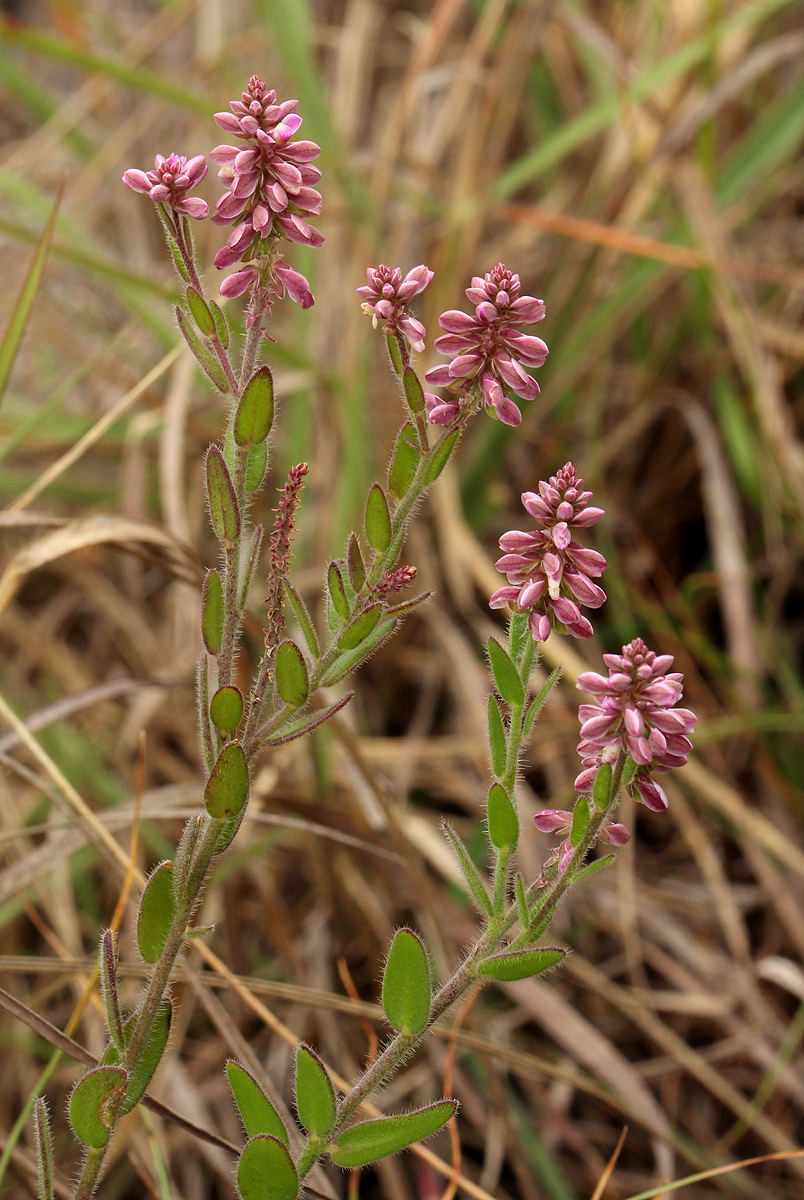 Polygala wilmsii