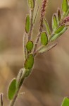 Polygala wilmsii