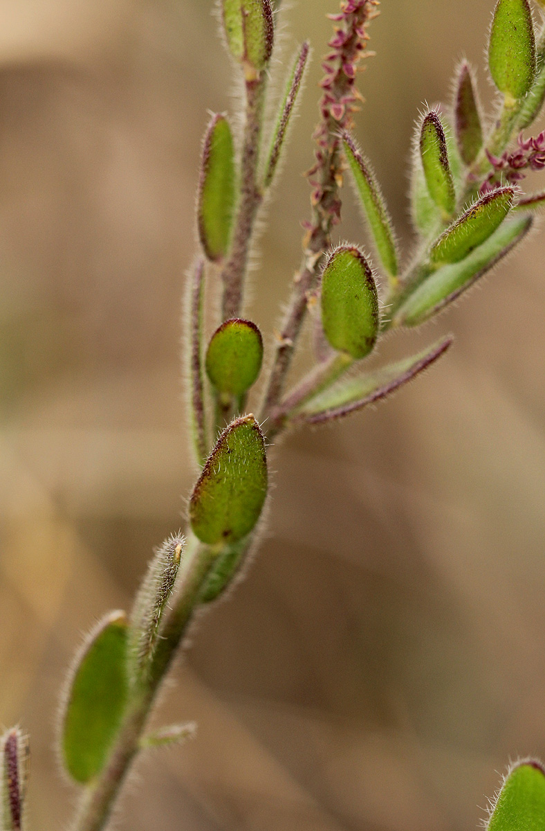Polygala wilmsii