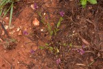 Polygala wilmsii