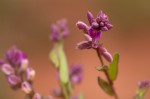 Polygala wilmsii