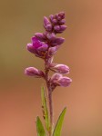 Polygala wilmsii