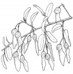 Securidaca longepedunculata