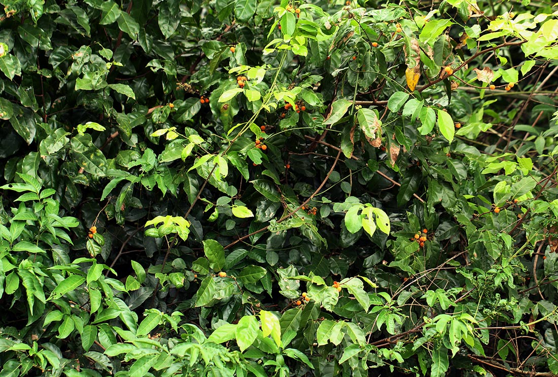 Dichapetalum madagascariense var. madagascariense