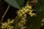Dichapetalum madagascariense var. madagascariense