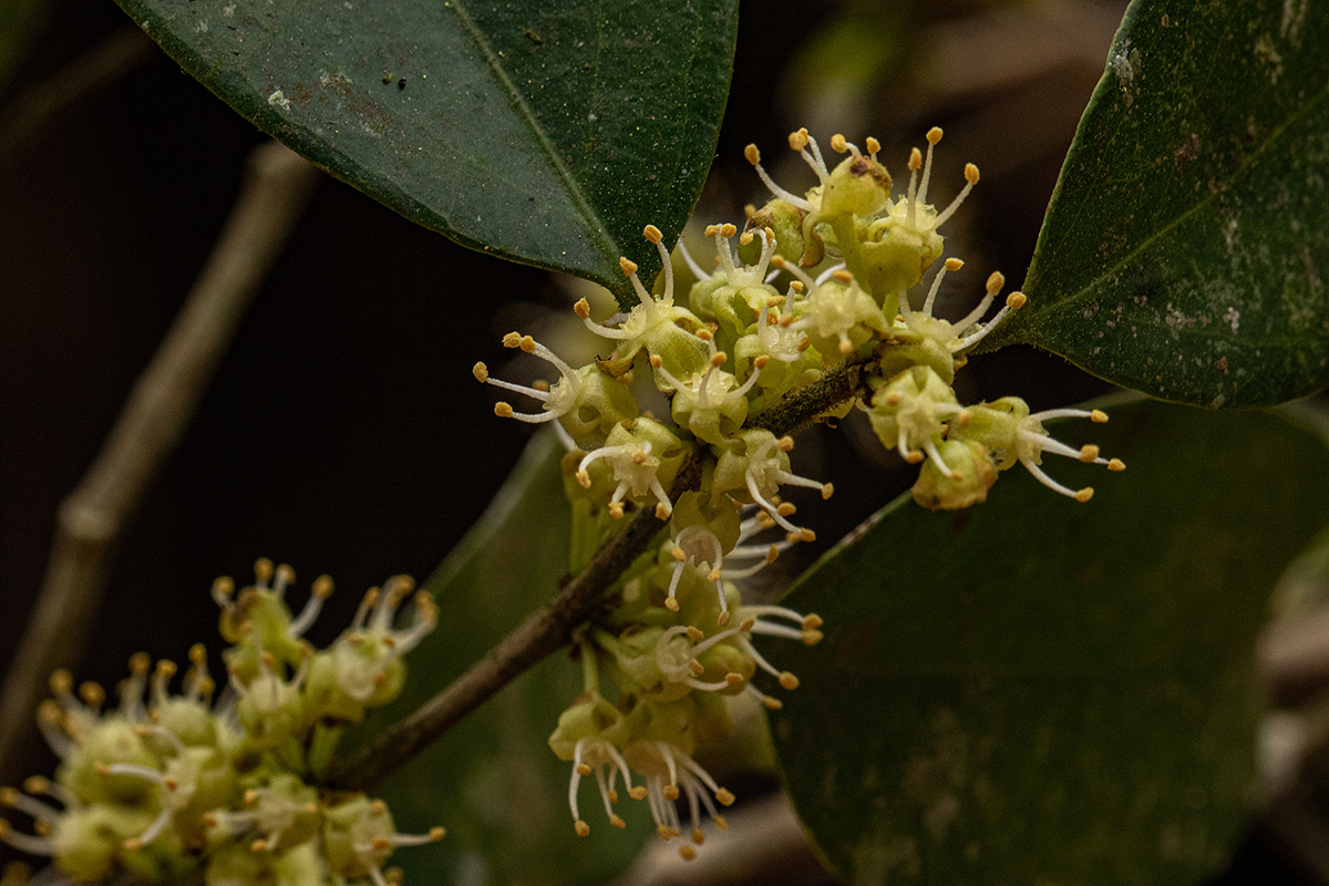Dichapetalum madagascariense var. madagascariense