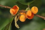 Dichapetalum madagascariense var. madagascariense