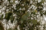 Dichapetalum madagascariense var. madagascariense