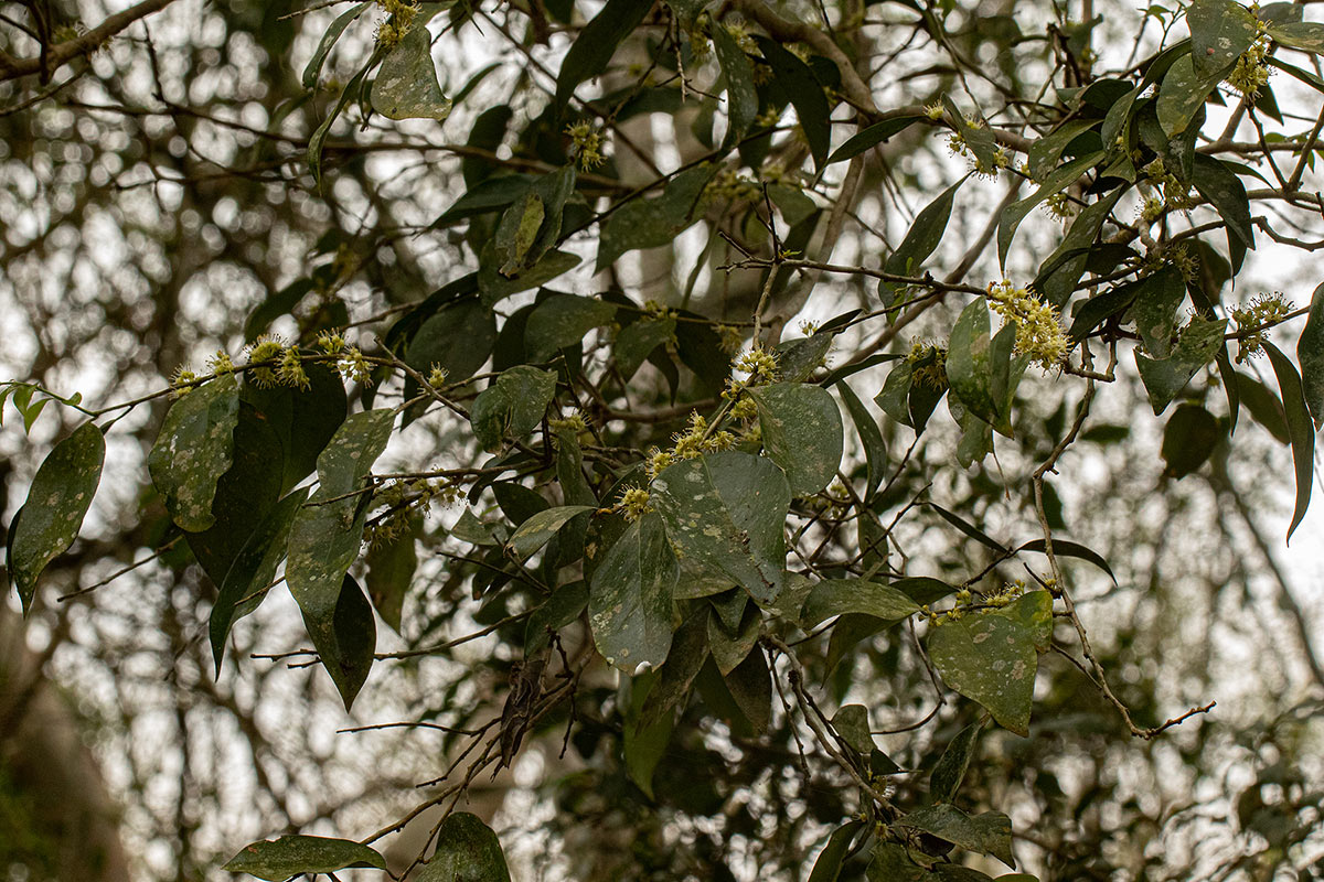 Dichapetalum madagascariense var. madagascariense