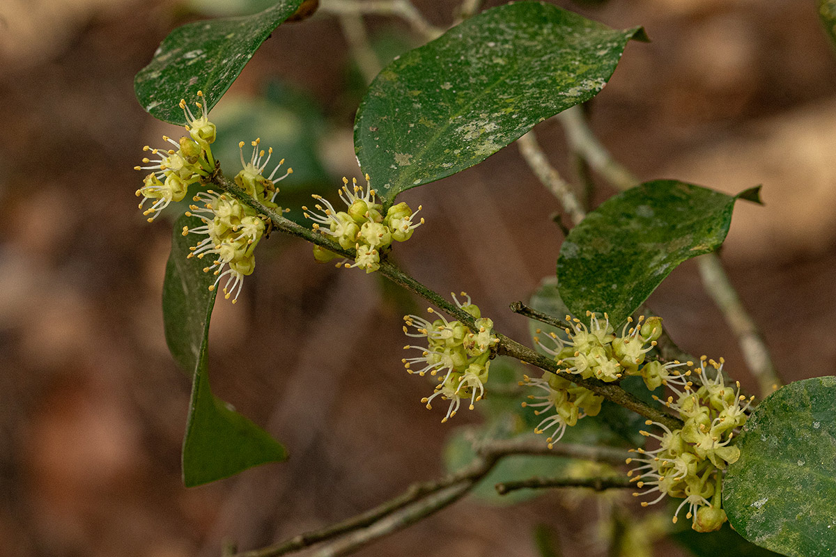 Dichapetalum madagascariense var. madagascariense