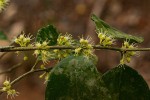 Dichapetalum madagascariense var. madagascariense